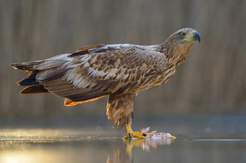 White-tailed eagle
