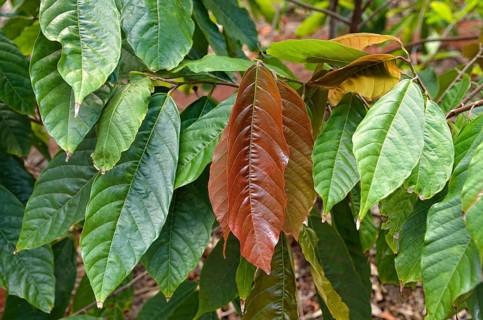 Cacao tree