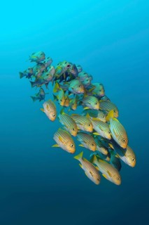 Yellow-ribbon sweetlips
