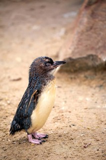 Little penguin