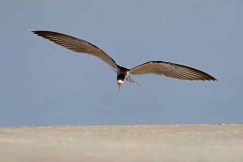 African skimmer