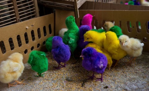 Colorfully colored chicks in tight cage