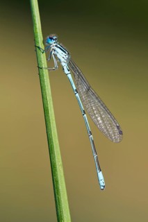 Common blue damselfly