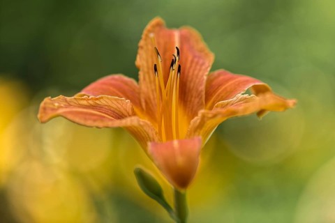 Orange day-lily
