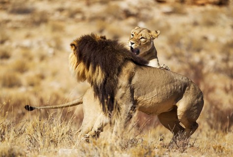 Lions