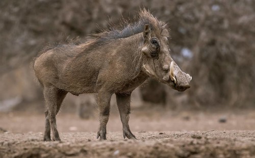 Common warthog