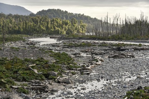 Trees dead due to the eruption of the Chaiten volcano at the riverbed