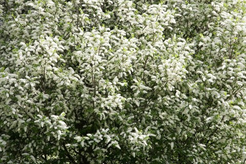 White flowering grape cherry