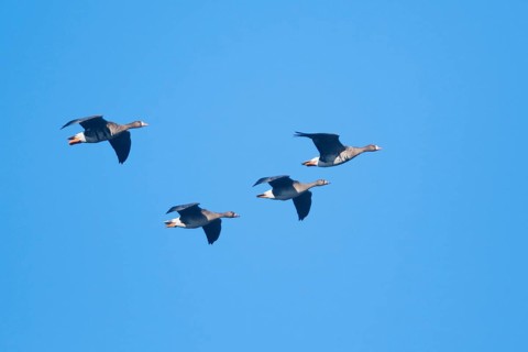 Greater white-fronted geese