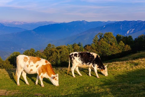 Grazing cows