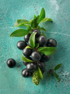 Fresh sloe berries from the blackthorn bush