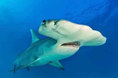 Great hammerhead