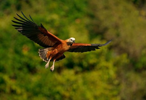 Black-collared hawk