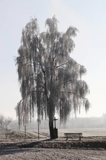 Birch tree with hoarfrost