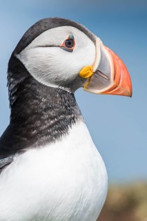 Puffin