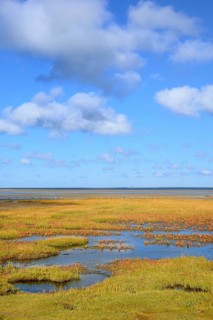 Glasswort