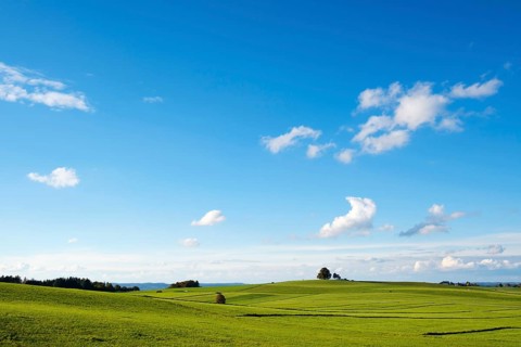 Meadows