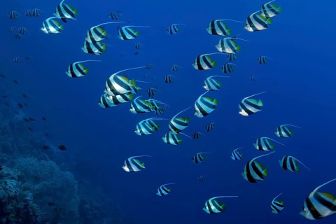 School of fish
