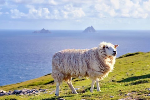 Sheep on coast