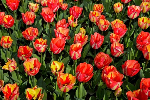 Salmon-colored Dutch tulips
