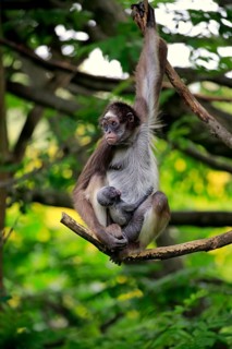 White-bellied spider monkey