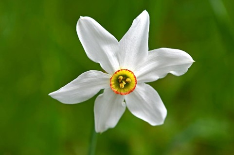 Poet's Daffodil