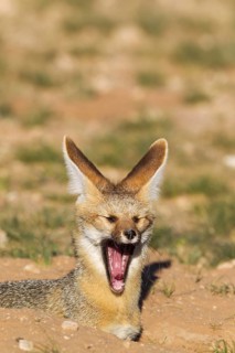 Cape Fox