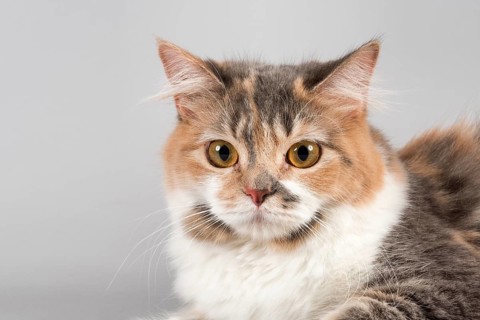 Pedigree cat Manx-Cymric
