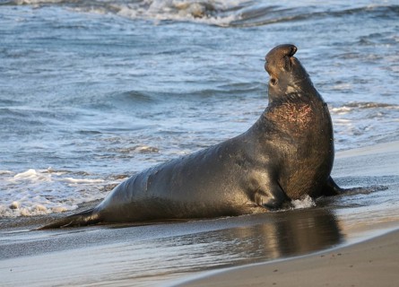 Northern Elephant Sealenbulle