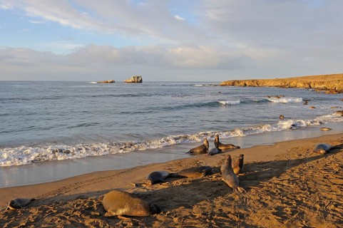 Northern Elephant Seals