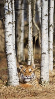 Siberian tiger