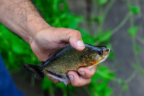 Male hand holding a piranha