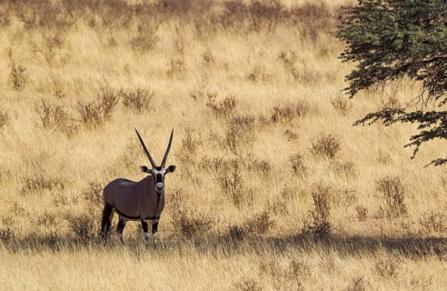 Gemsbok
