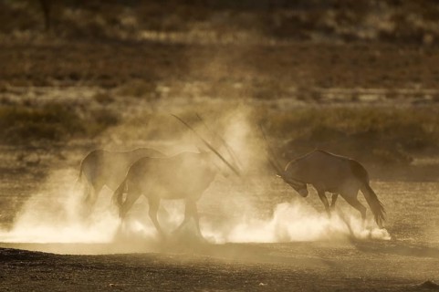 Gemsboks