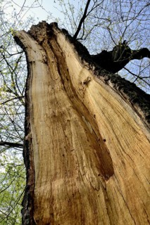 Tree trunk with storm damage