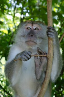Crab-eating macaque or long-tailed macaque