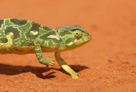 Flap-necked chameleon