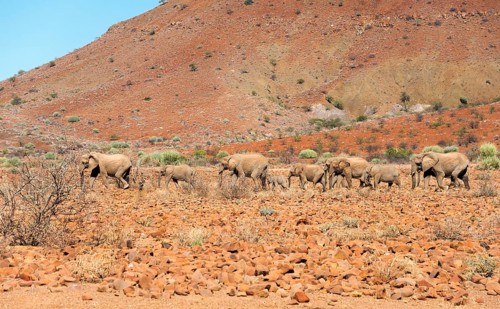 African desert elephants