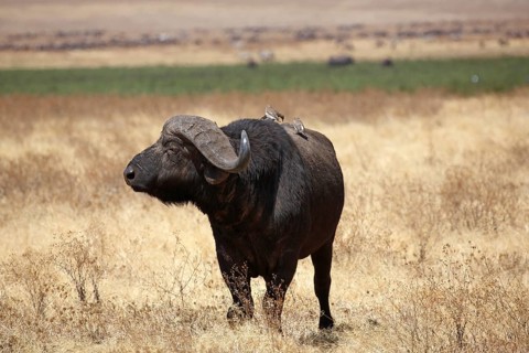 Cape buffalo
