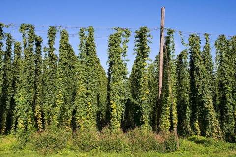 Hop field
