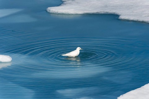 Ivory gull