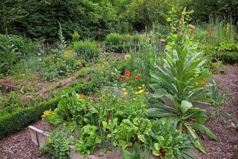 Farm garden with Swiss chard