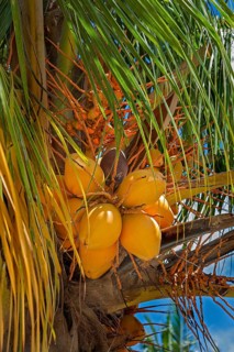 Coconut tree