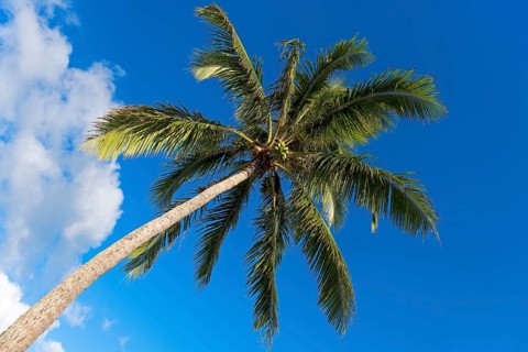 Coconut Palm