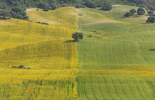 Sunflowers
