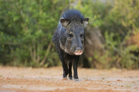 Collared Peccary