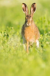European hare