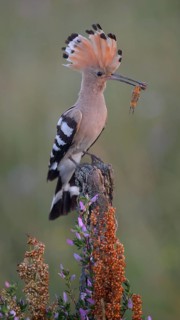 Hoopoe