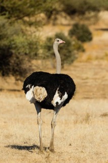 Ostrich
