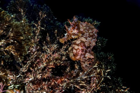Short-snouted seahorse